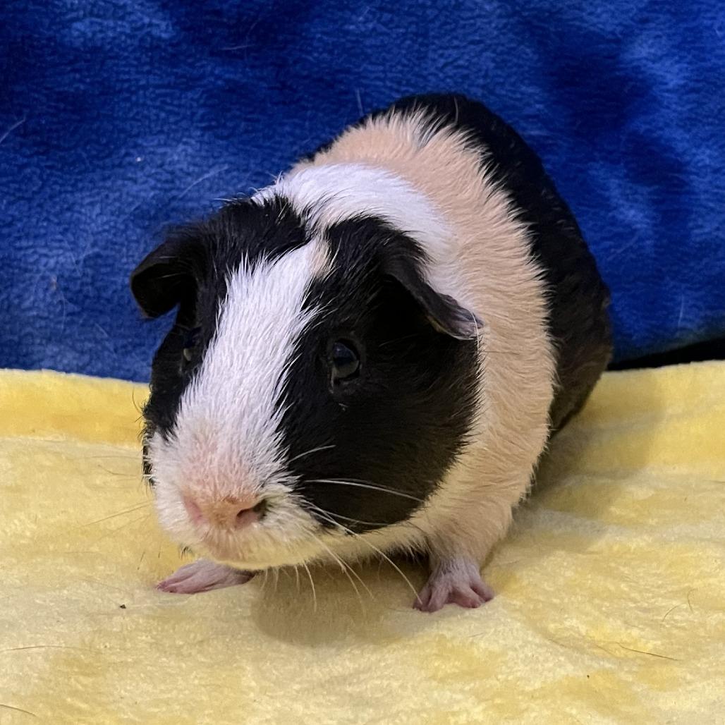 Enlarge Draco, a Adoptable Guinea Pig in Decatur, GA image 2/3