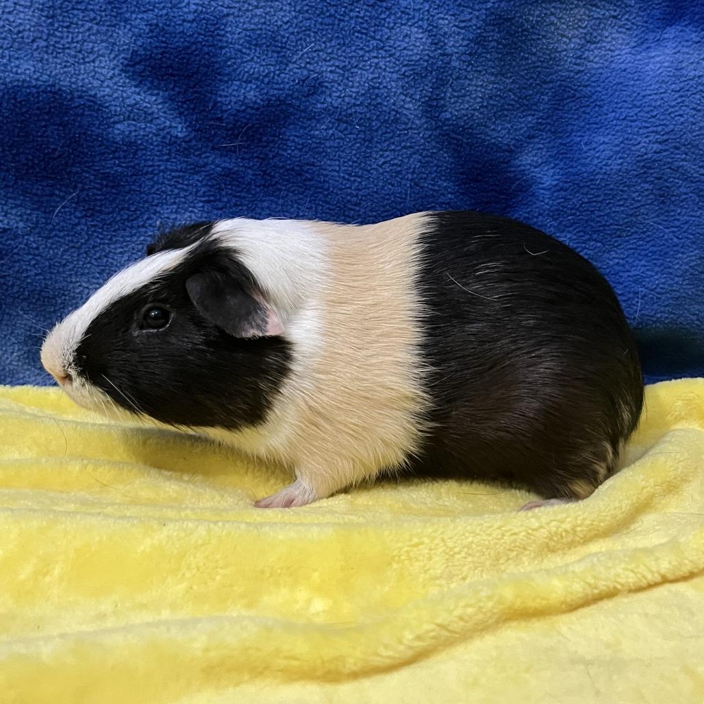Enlarge Draco, a Adoptable Guinea Pig in Decatur, GA image 3/3
