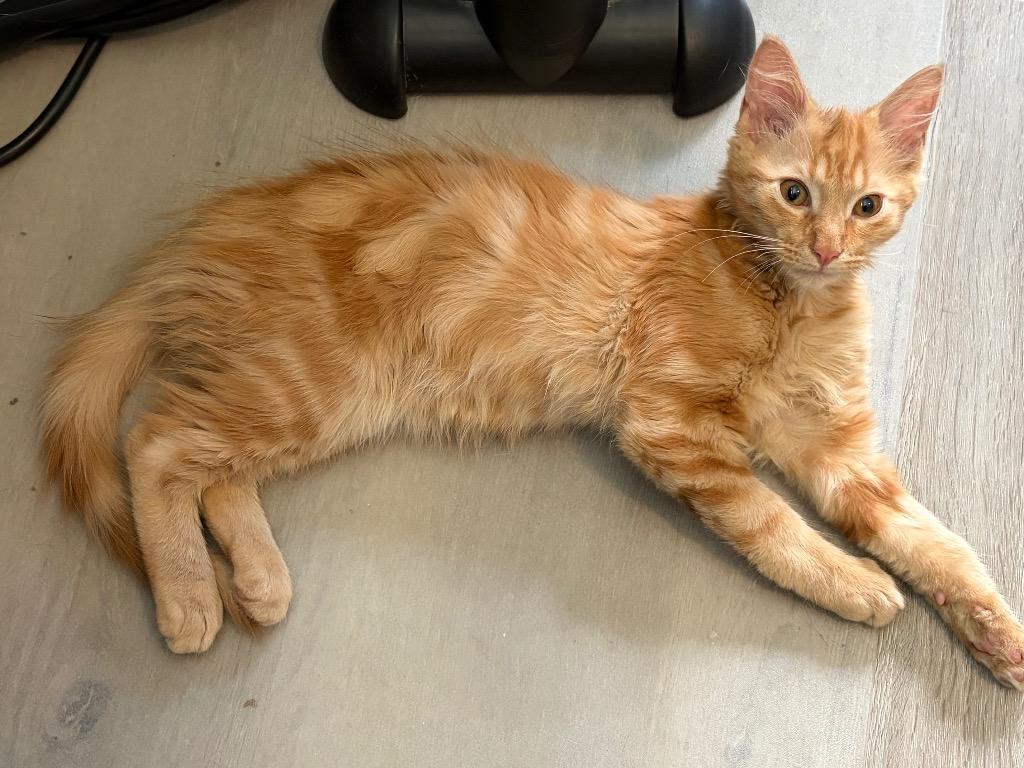 Leroy, Adoptable, Kitten Male Maine Coon.
