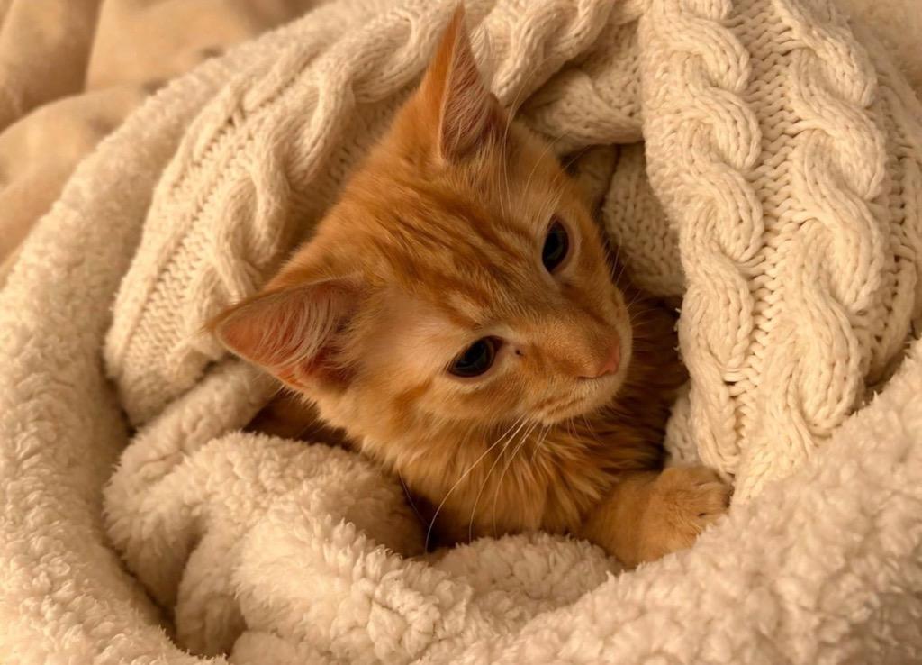 Enlarge Leroy, a Adoptable Maine Coon in Fort Myers, FL image 2/6
