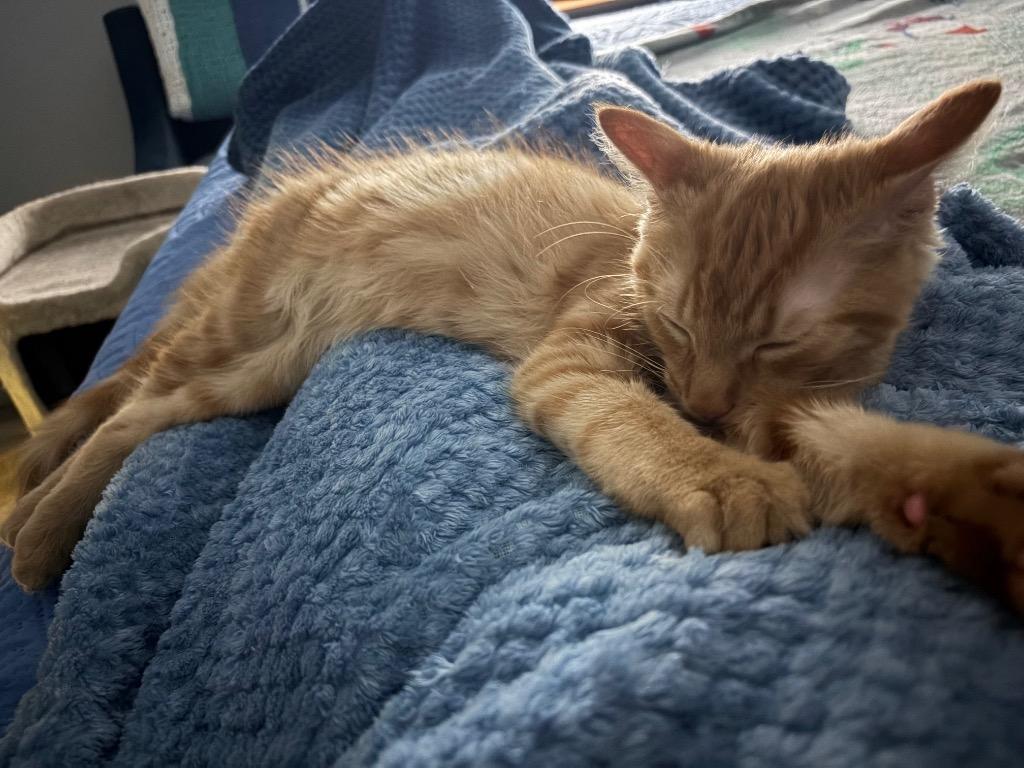 Enlarge Leroy, a Adoptable Maine Coon in Fort Myers, FL image 5/6