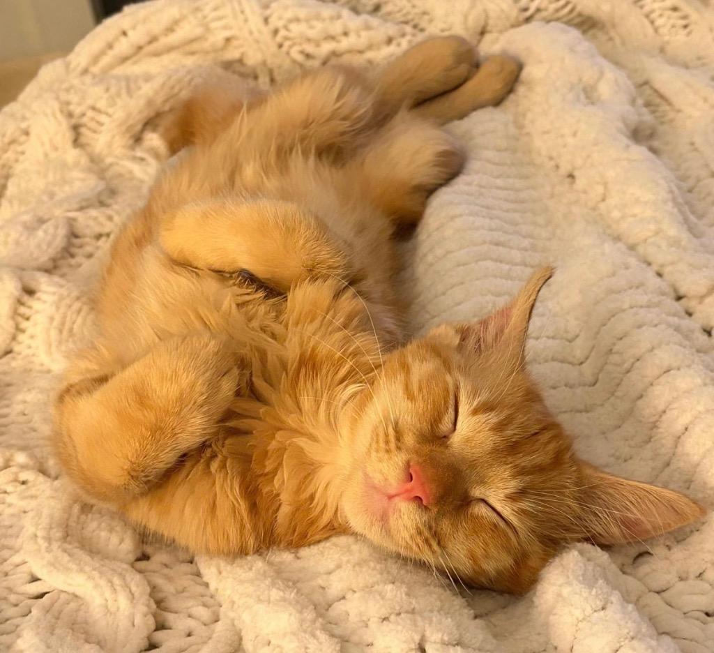 Enlarge Leroy, a Adoptable Maine Coon in Fort Myers, FL image 6/6