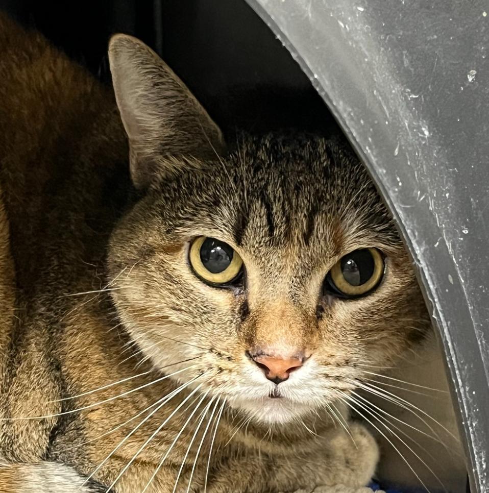 Gracie, Adoptable, Adult Female Domestic Short Hair.