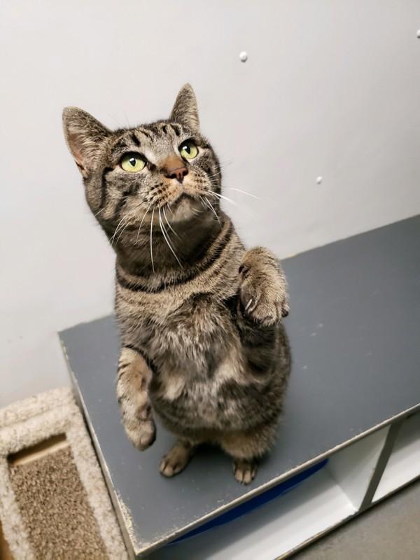 *Catsy Cline*, Adoptable, Senior Female Domestic Short Hair.