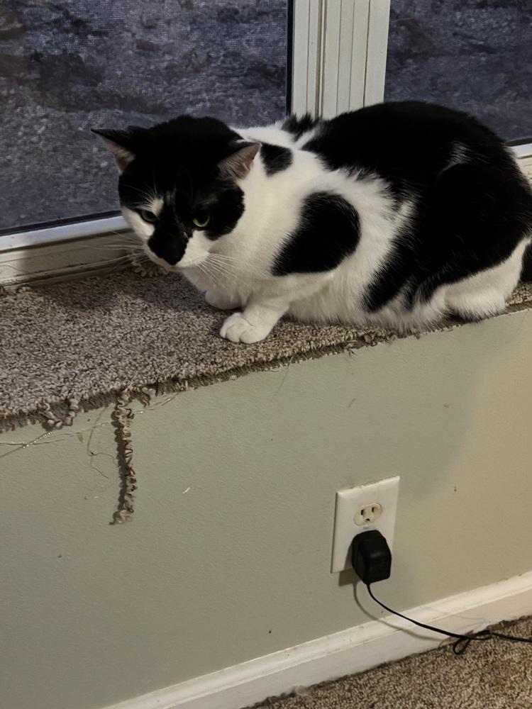 Asher, Adoptable, Adult Male Domestic Short Hair.