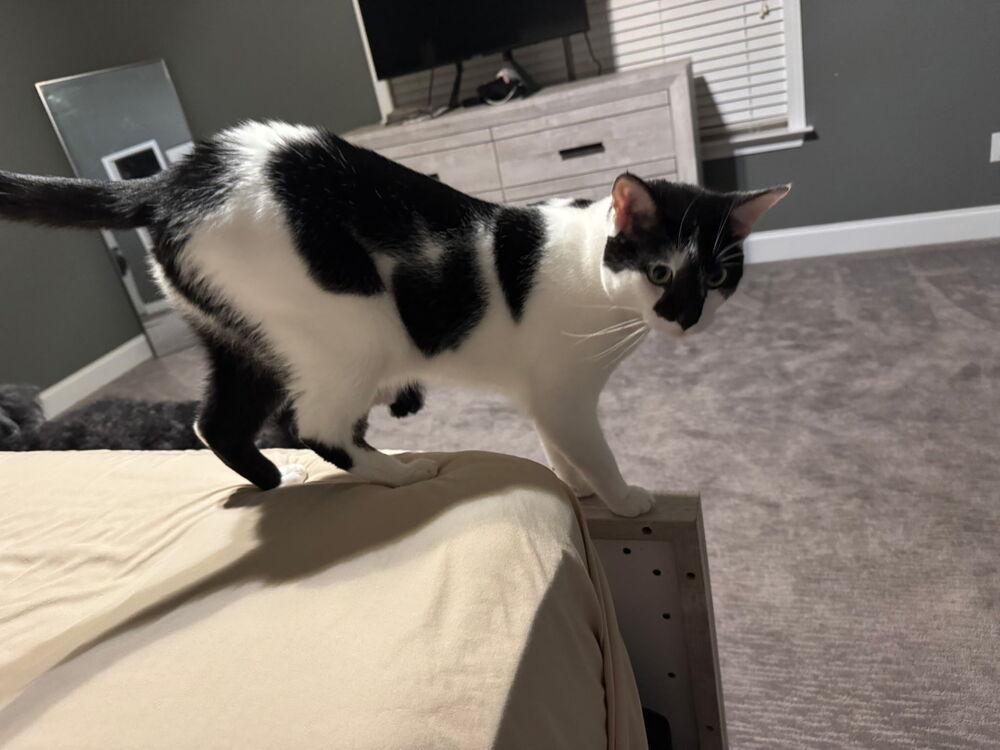 Asher, Adoptable, Adult Male Domestic Short Hair.