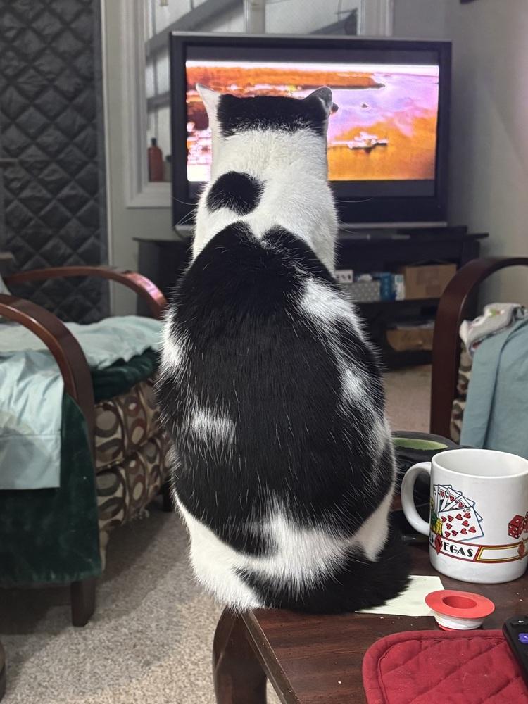 Enlarge Asher, a Adoptable Domestic Short Hair in Salisbury, NC image 2/6