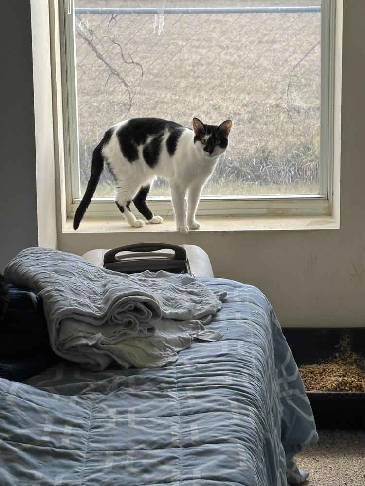 Enlarge Asher, a Adoptable Domestic Short Hair in Salisbury, NC image 2/6