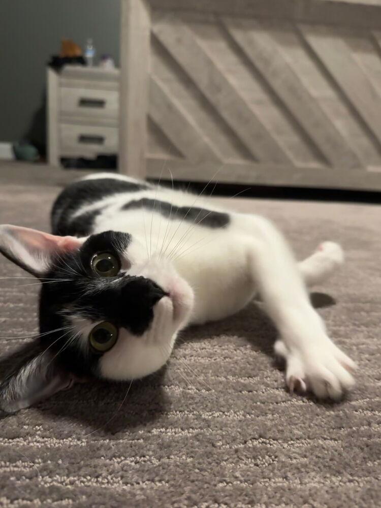 Enlarge Asher, a Adoptable Domestic Short Hair in Salisbury, NC image 3/6