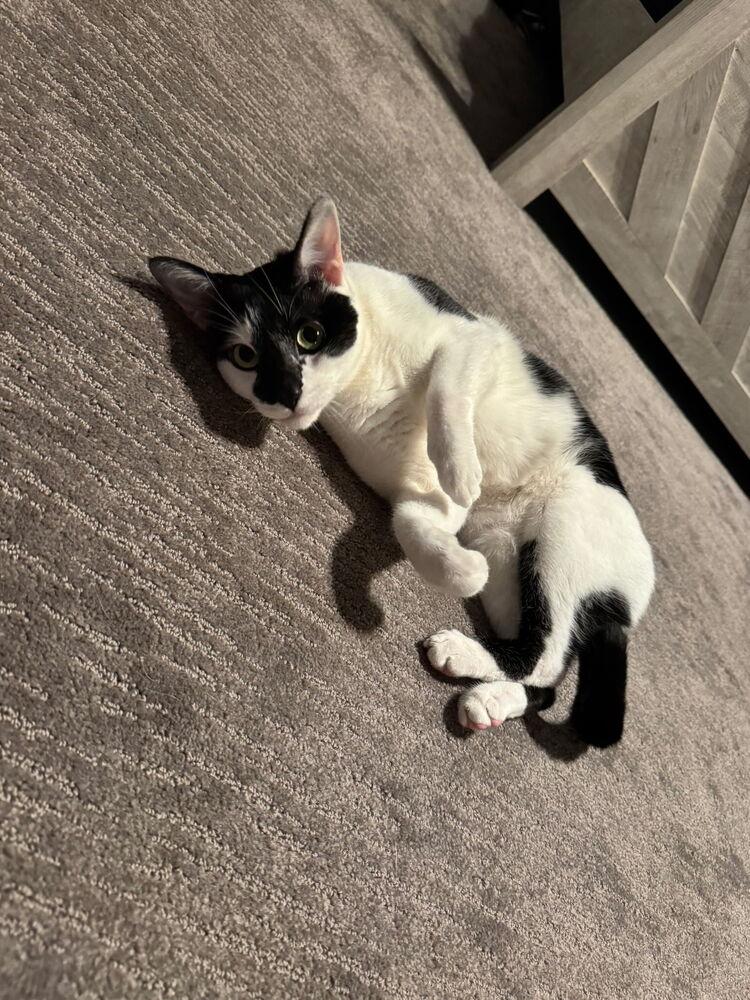 Enlarge Asher, a Adoptable Domestic Short Hair in Salisbury, NC image 4/6