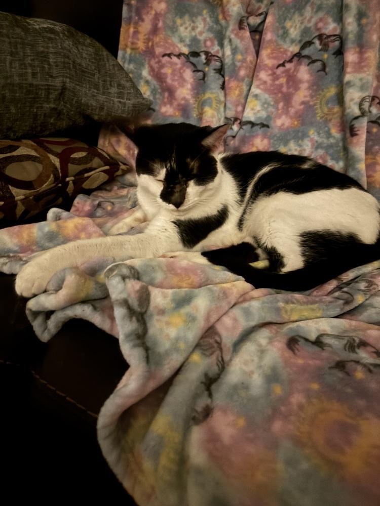 Enlarge Asher, a Adoptable Domestic Short Hair in Salisbury, NC image 5/6