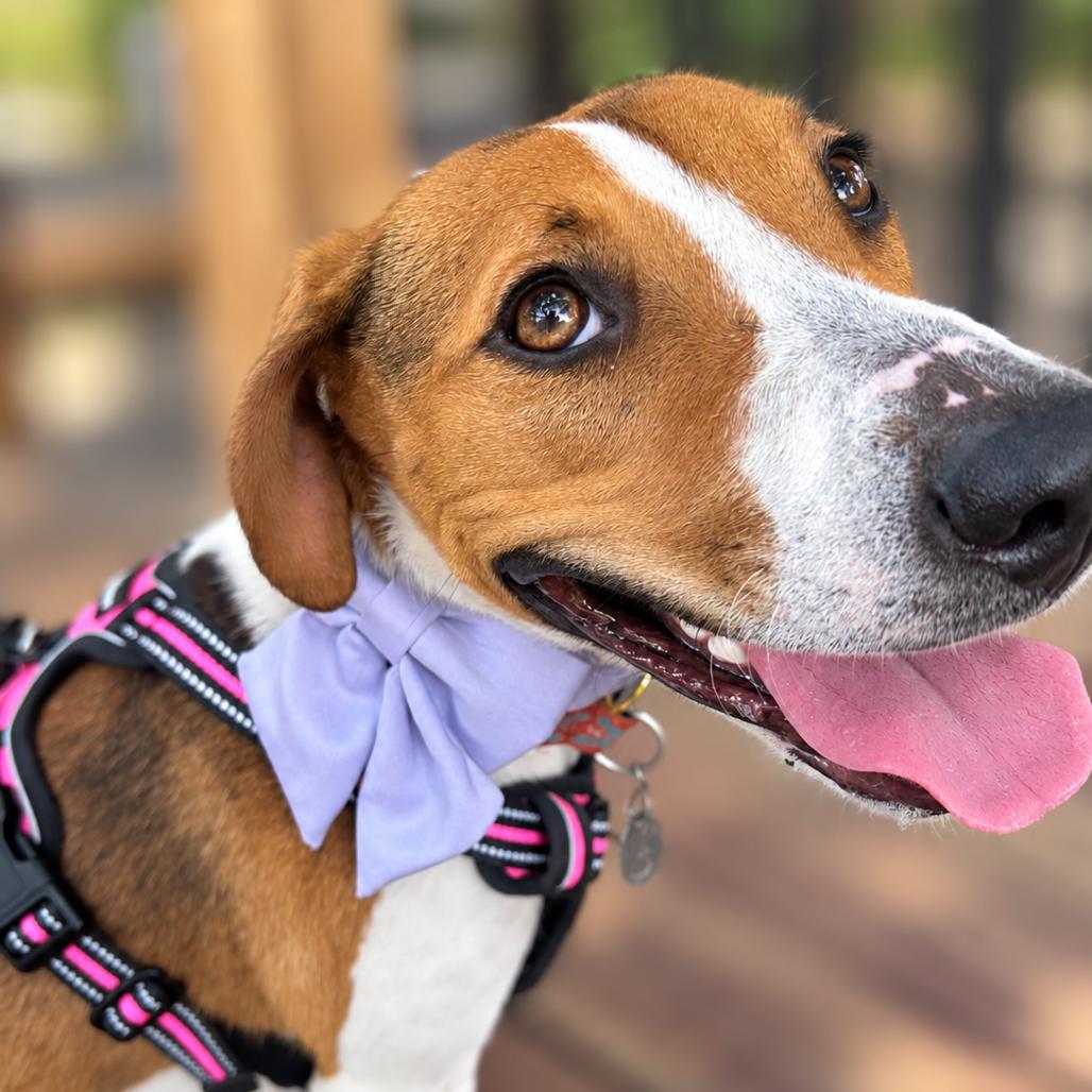 Bella, Adoptable, Young Female Beagle & Mixed Breed.