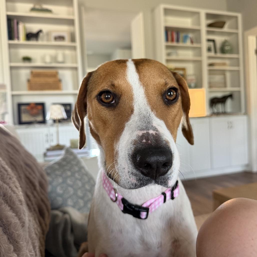 Enlarge Bella, a Adoptable mixed breed in Austin, TX image 2/6