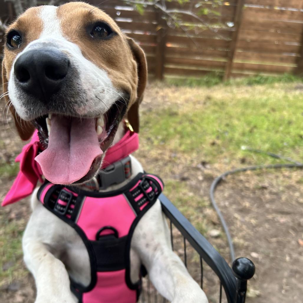 Enlarge Bella, a Adoptable mixed breed in Austin, TX image 4/6