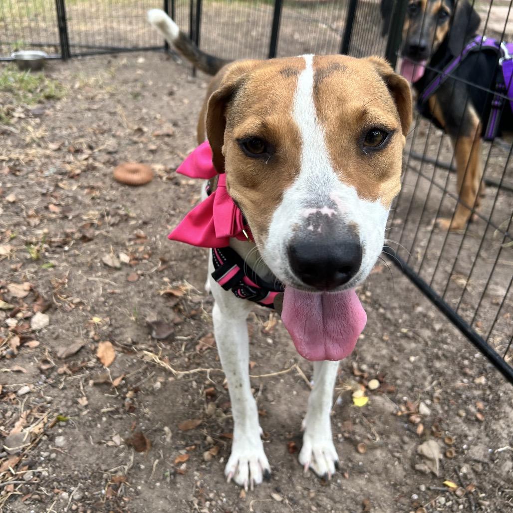 Enlarge Bella, a Adoptable mixed breed in Austin, TX image 5/6