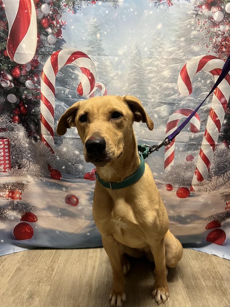 Mia-Not Accepting Applications Yet!!!, a Adoptable mixed breed in Medina, OH image 3/6