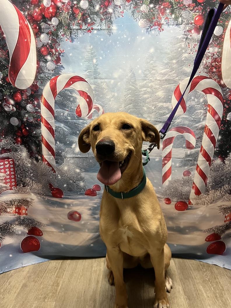 Mia-Not Accepting Applications Yet!!!, a Adoptable mixed breed in Medina, OH image 2/6