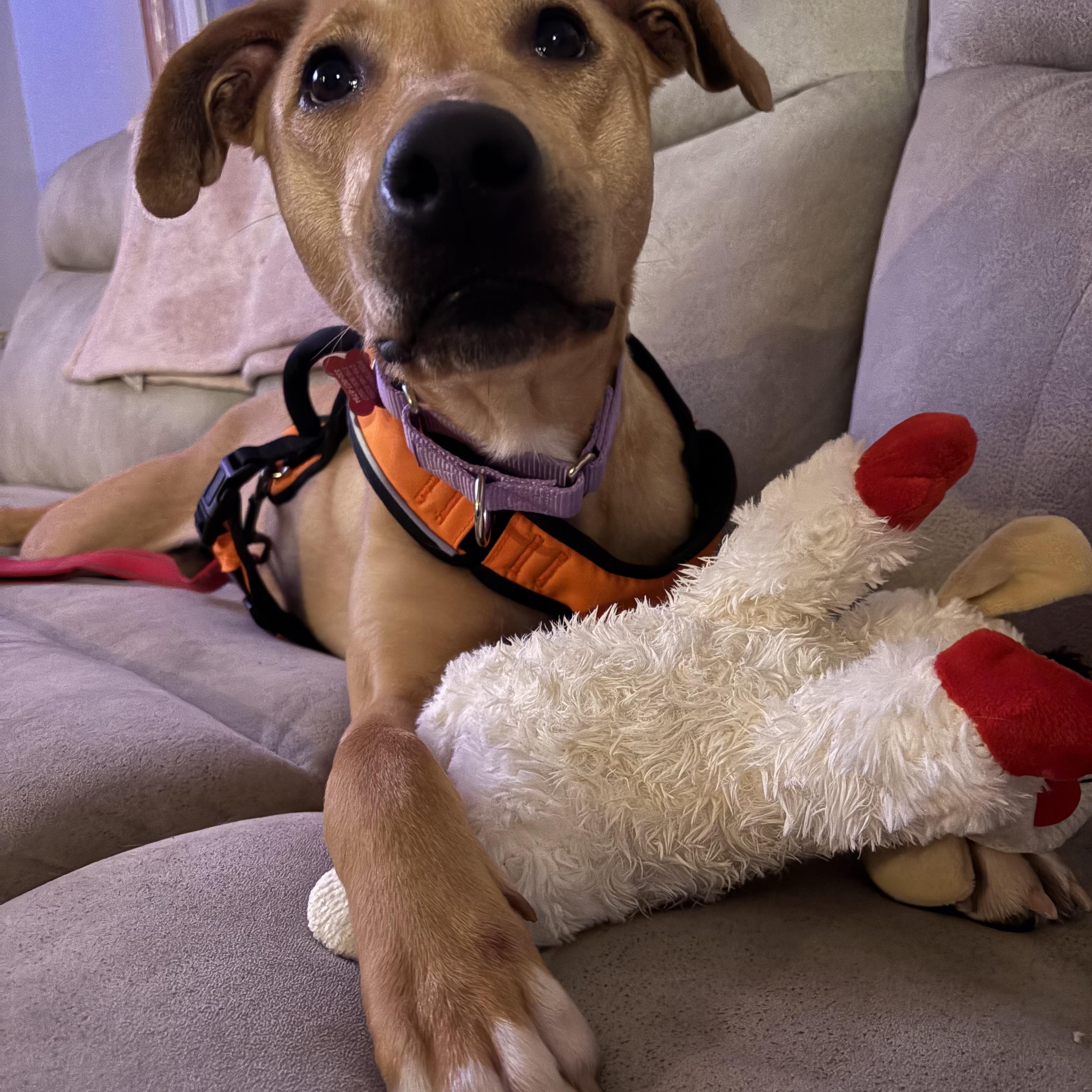 Enlarge Mia Louise, an adopted mixed breed in Medina, OH image 2/6