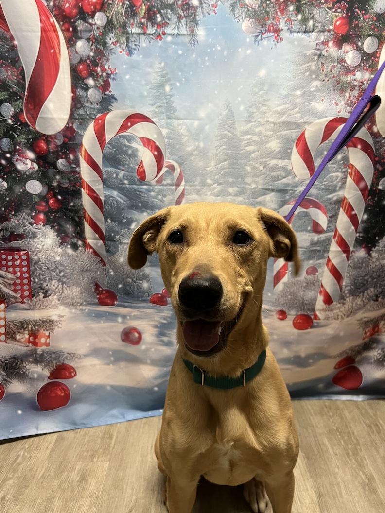 Mia-Not Accepting Applications Yet!!!, a Adoptable mixed breed in Medina, OH image 1/6