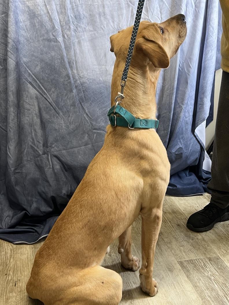 Mia-Not Accepting Applications Yet!!!, a Adoptable mixed breed in Medina, OH image 5/6