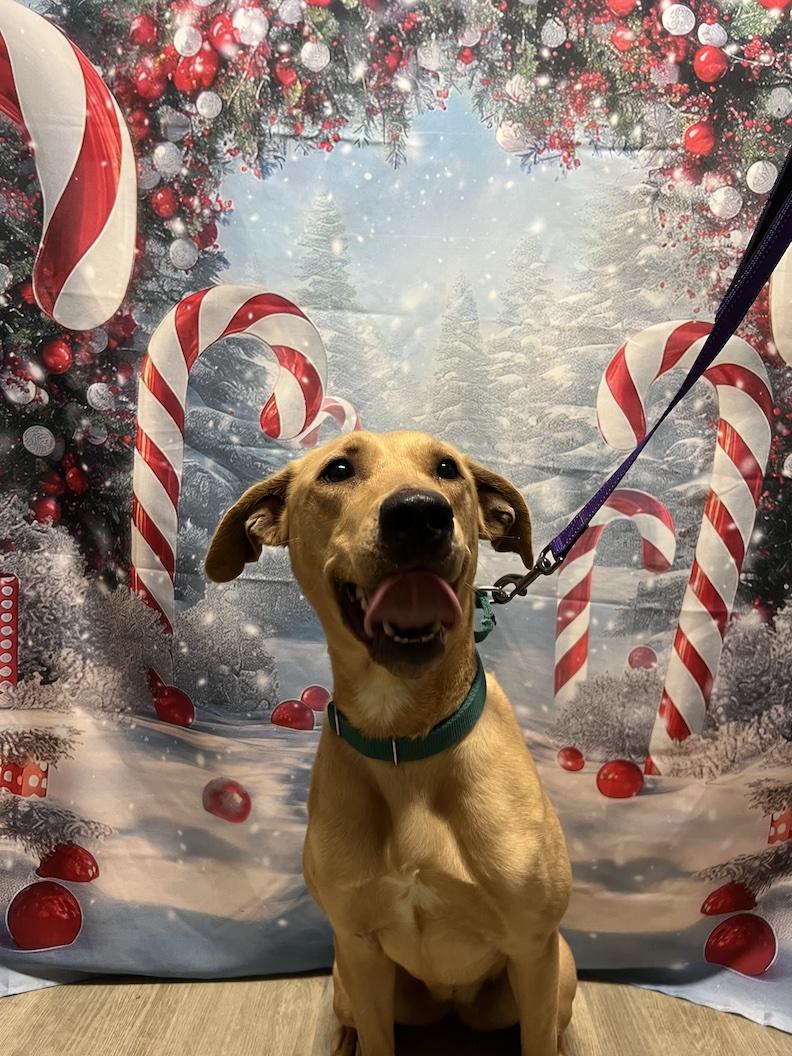 Mia-Not Accepting Applications Yet!!!, a Adoptable mixed breed in Medina, OH image 4/6