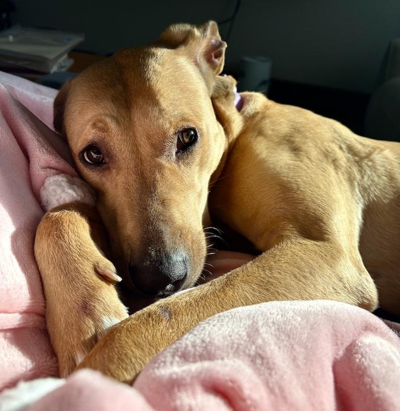 Enlarge Mia Louise, an adopted mixed breed in Medina, OH image 1/6