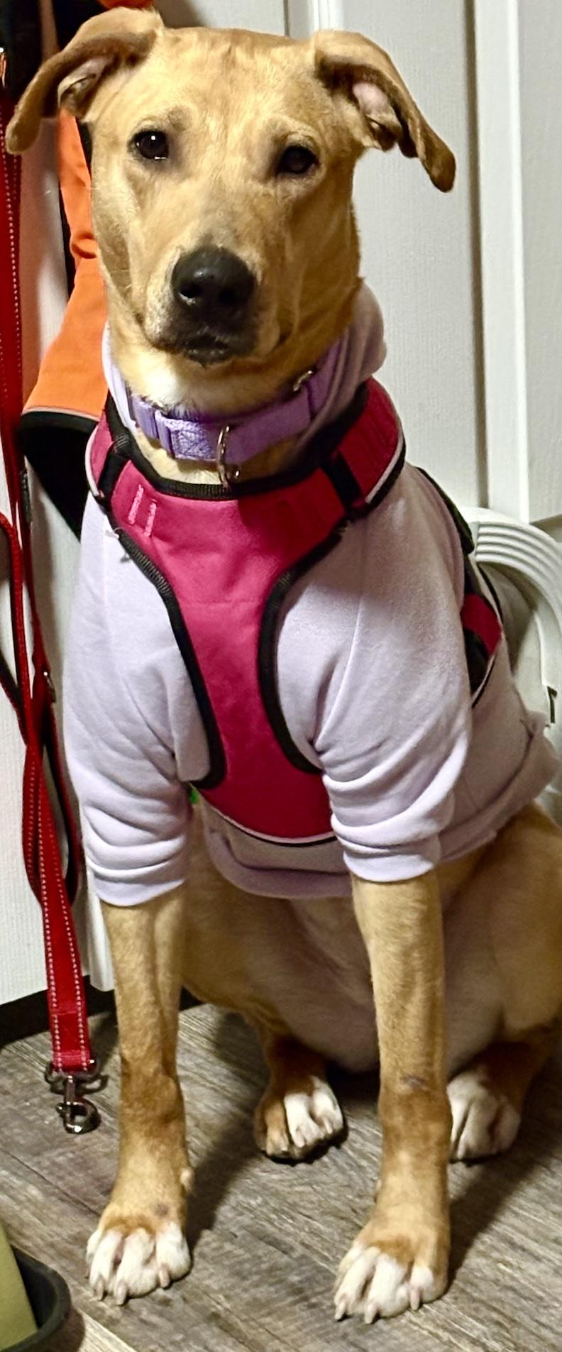 Enlarge Mia Louise, an adopted mixed breed in Medina, OH image 5/6