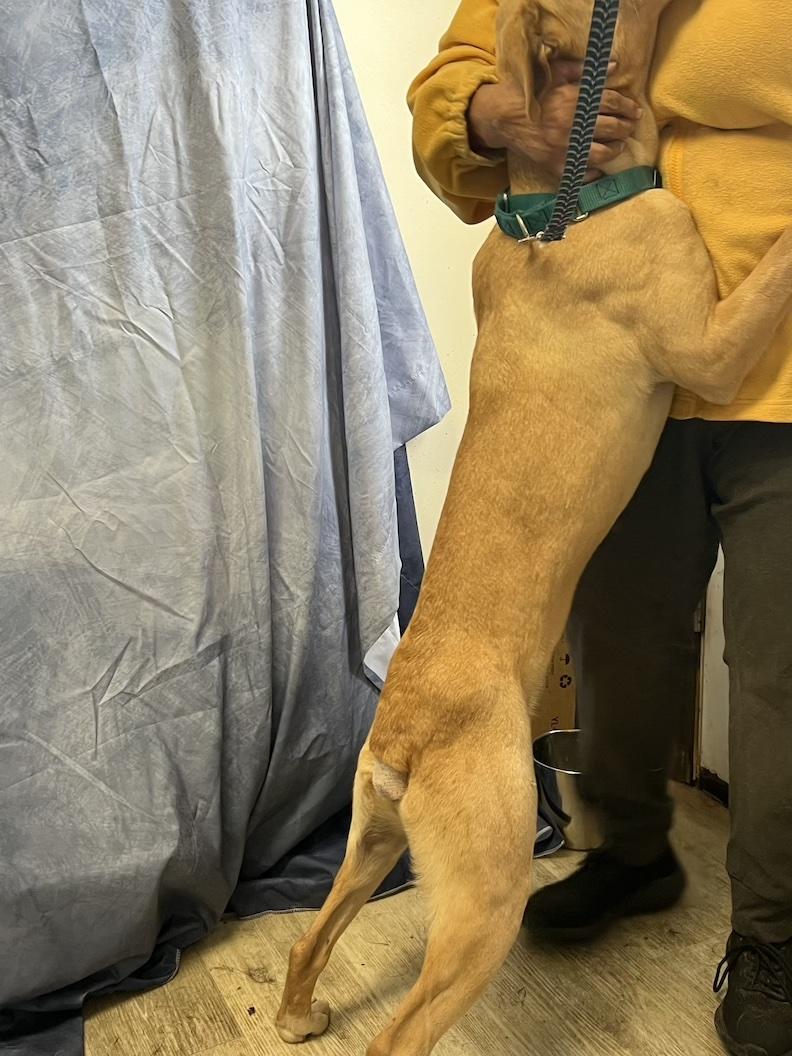 Mia-Not Accepting Applications Yet!!!, a Adoptable mixed breed in Medina, OH image 6/6