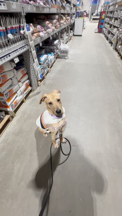 Enlarge Mia Louise, an adopted mixed breed in Medina, OH video 6/6