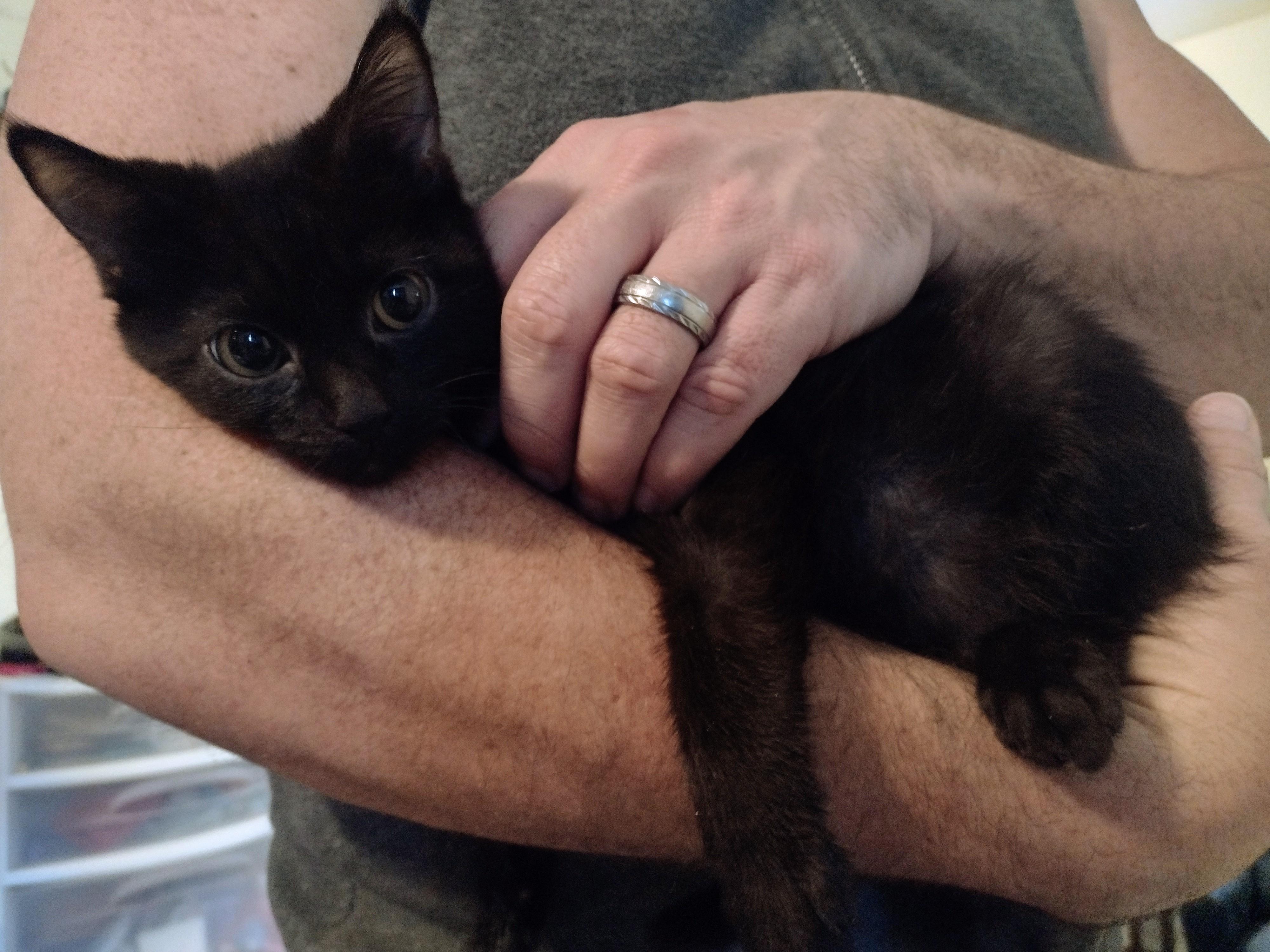 Spencer (bonded with Bailey, must be adopted together, LF), Adoptable, Kitten Male Domestic Short Hair.