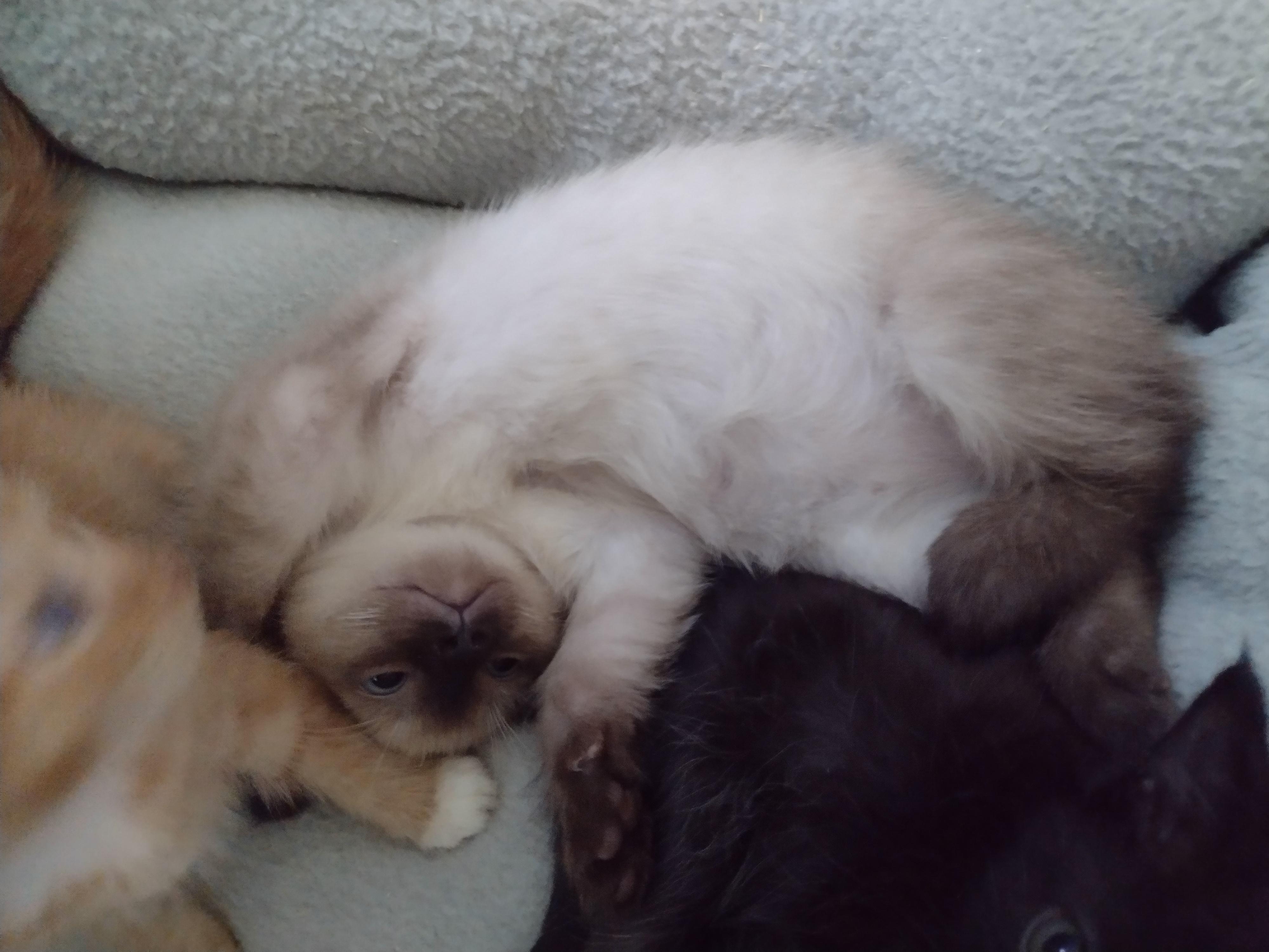 Enlarge Spencer (bonded with Bailey, must be adopted together, LF), a Adoptable Domestic Short Hair in Huddleston, VA image 3/5