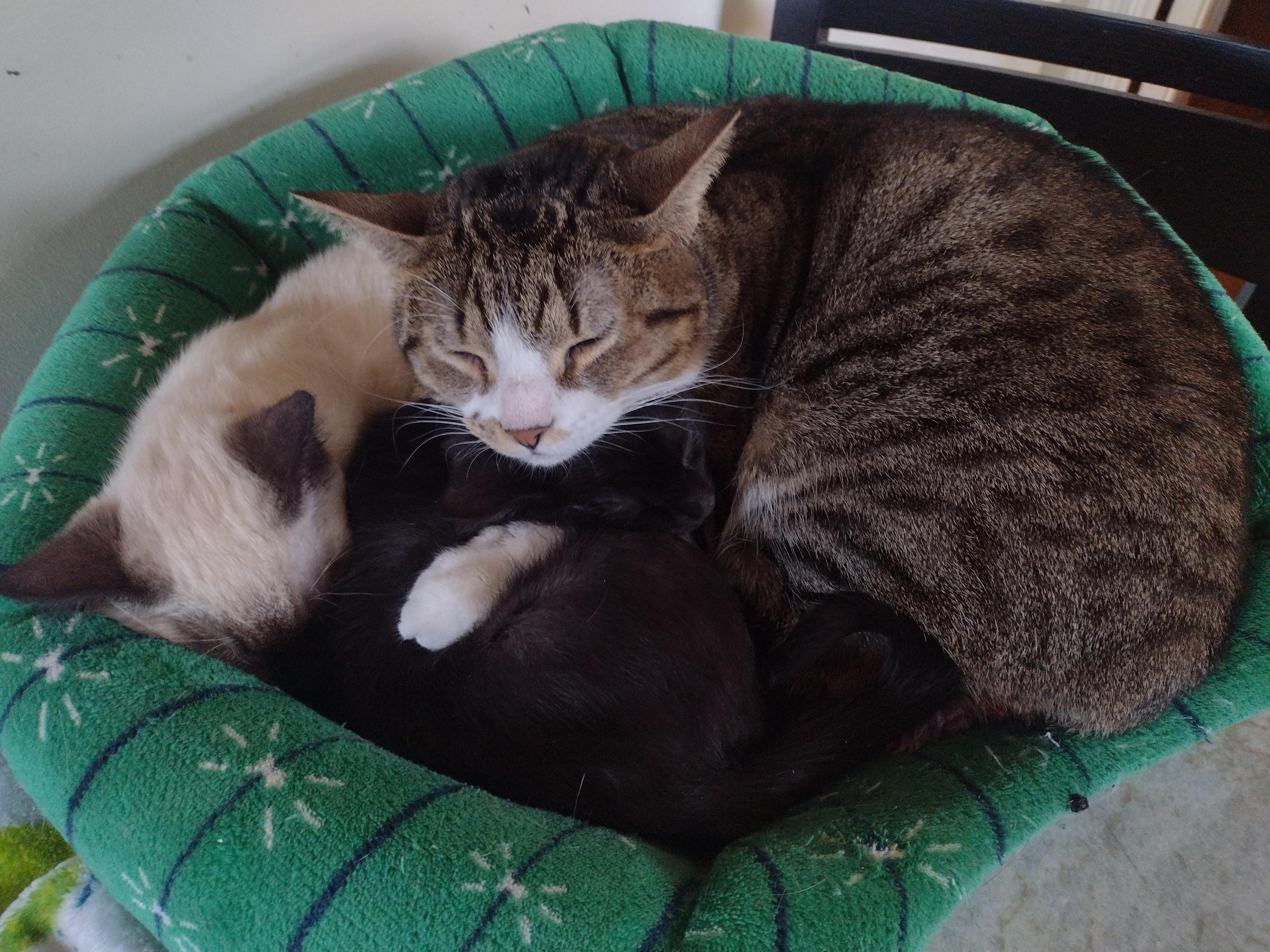 Enlarge Spencer (bonded with Bailey, must be adopted together, LF), a Adoptable Domestic Short Hair in Huddleston, VA image 5/5