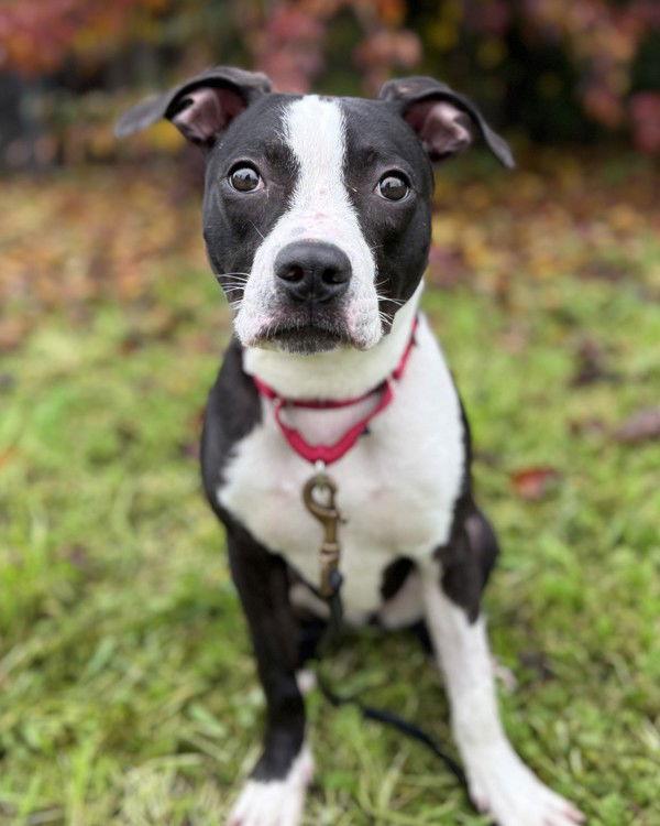 Taylor 306745, Adoptable, Young Female Pit Bull Terrier & Boston Terrier.