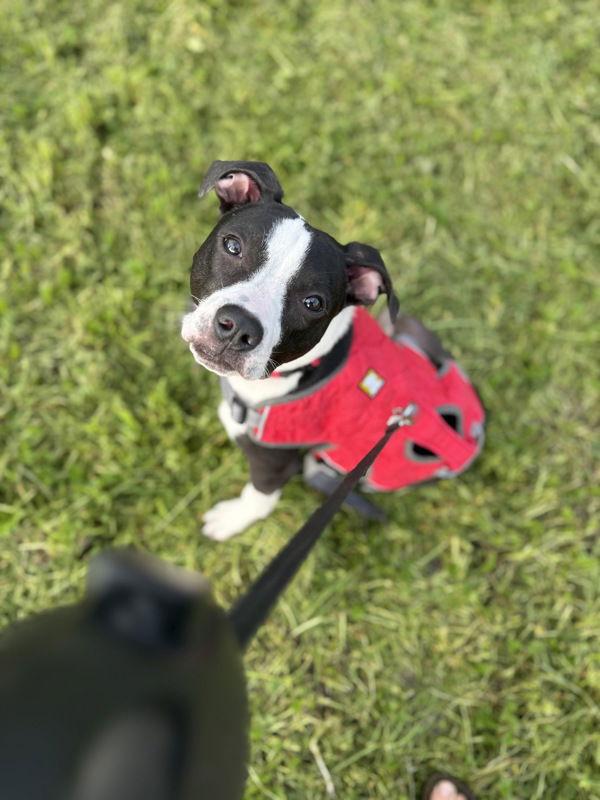 Enlarge Taylor 306745, a Adoptable mixed breed in Petaluma, CA image 2/2