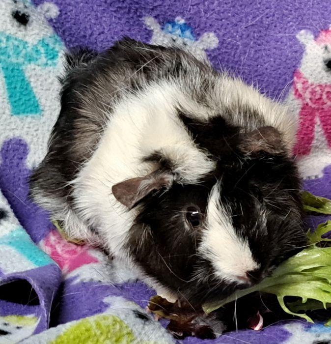 Enlarge Moo, a ADOPTABLE Abyssinian in Gary, IN image 3/4