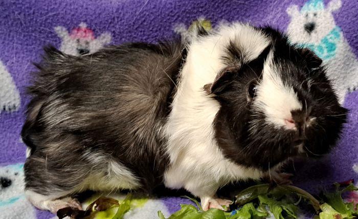 Enlarge Moo, a ADOPTABLE Abyssinian in Gary, IN image 2/4