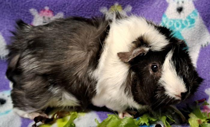 Enlarge Moo, a ADOPTABLE Abyssinian in Gary, IN image 4/4