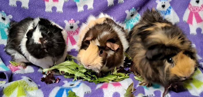 Moo, ADOPTABLE, Adult Male Abyssinian.