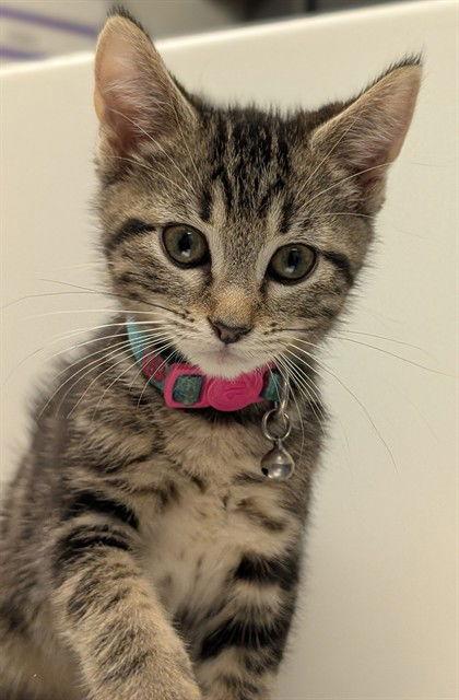 Kendall, Adoptable, Senior Female Domestic Short Hair.