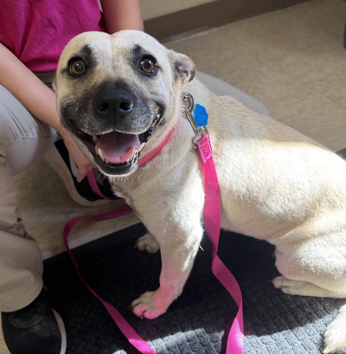 Sandy, Adopted, Adult Female Pit Bull Terrier & Hound.