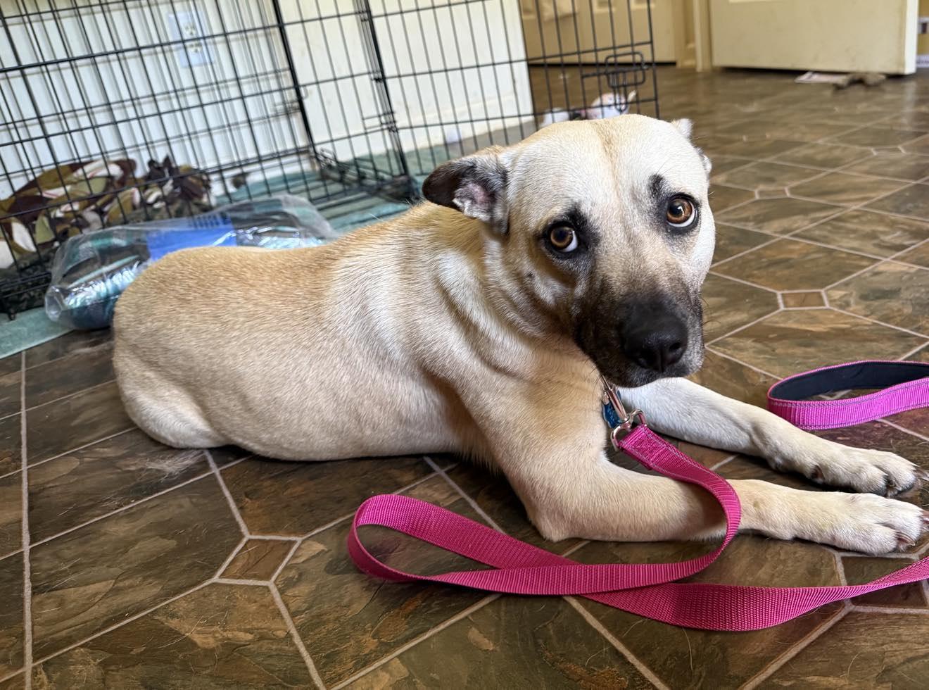 Sandy, a Adopted mixed breed in Roxboro, NC image 2/3