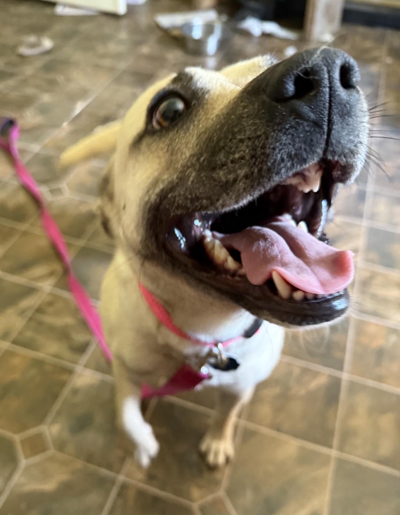 Sandy, a Adopted mixed breed in Roxboro, NC image 3/3