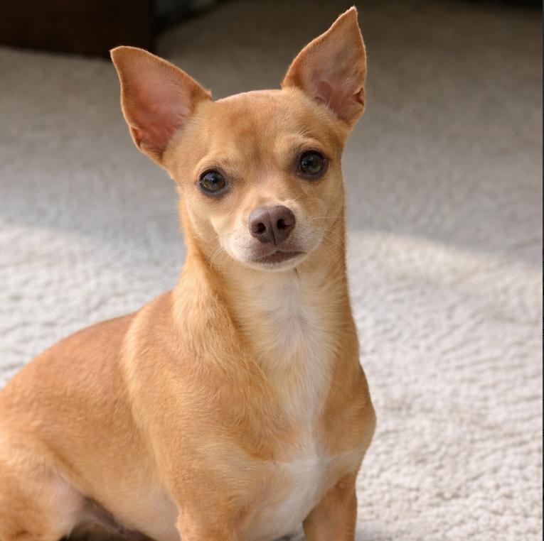 Elden, ADOPTABLE, Young Male Chihuahua & Mixed Breed.