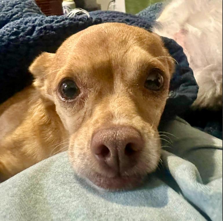 Elden, ADOPTABLE, Young Male Chihuahua & Mixed Breed.