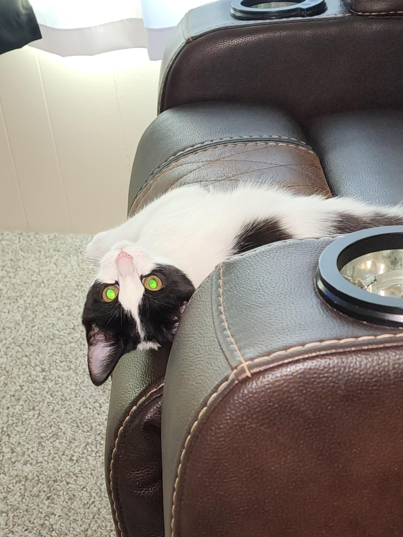 Naomi (Bonded pair with Castiel), ADOPTABLE, Young Female Domestic Short Hair & Tuxedo.