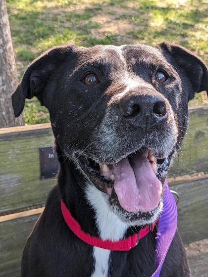 Reagan, Adoptable, Adult Female Mixed Breed.