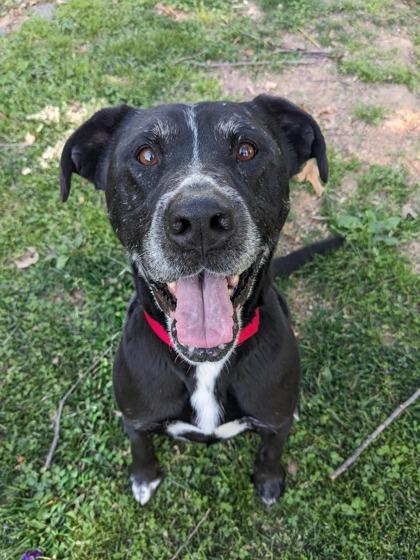 Enlarge Reagan, a Adoptable Mixed Breed in Fairfax, VA image 2/3