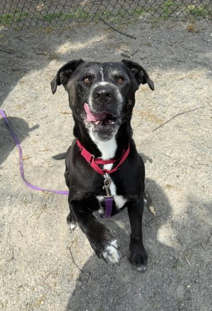 Enlarge Reagan, a Adoptable Mixed Breed in Fairfax, VA image 3/3