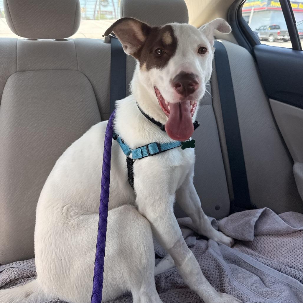 Claire, a Adoptable mixed breed in Nashville, TN image 2/6