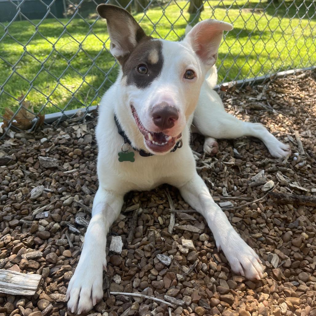 Claire, a Adoptable mixed breed in Nashville, TN image 3/6